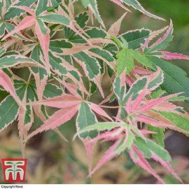 Продам саджанець клену японського Beni-shichi-heng..