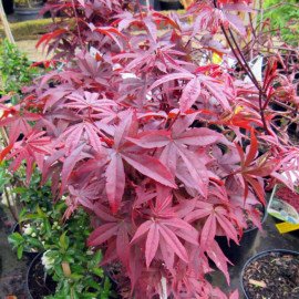 Клен пальмолистий Twombly's Red Sentinel продам са..