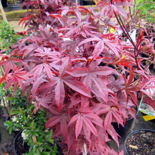 Клен пальмолистий Twombly's Red Sentinel продам саджанець, висота 50-60 см, куплю клен японський Twombly's Red Sentinel