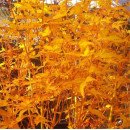 Продам саджанець клену японського Bihou, горщик 3л, висота 135 cм, продам клен Біхоу