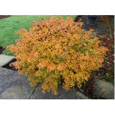 Продам саджанець клену японського Coonara Pygmy, висота 80 см