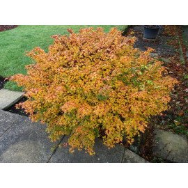 Продам саджанець клену японського Coonara Pygmy, в..