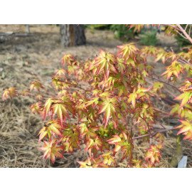 Продам саджанець клену японського Kiyohime, висота..