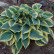 Купити Хоста First Frost, Hosta First Frost 250 грн.