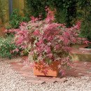 Продам саджанець клена японського Beni Maiko, висота 70-90 см, продам клен Бені Майко