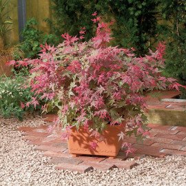 Продам саджанець клена японського Beni Maiko, висо..