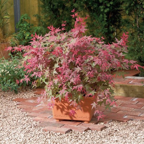 Продам саджанець клена японського Beni Maiko, висота 70-90 см, продам клен Бені Майко