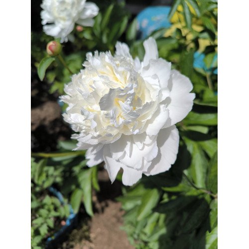 Півонія Аваланш продам саджанець, куплю саджанець півонії Avalanche