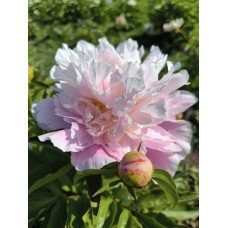 Півонія Catharina Fontijn продам саджанець, куплю саджанець півонії Catharina Fontijn