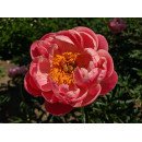 Півонія Корал Шарм продам поділку, продам саджанець півонії Coral Charm