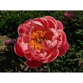 Півонія Корал Шарм продам поділку, продам саджанець півонії Coral Charm