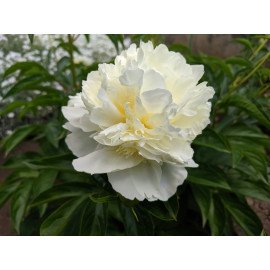Півонія гібридна Cutie, Paeonia hybrid Cutie