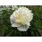 Півонія гібридна Cutie, Paeonia hybrid Cutie