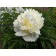 Півонія гібридна Cutie, Paeonia hybrid Cutie