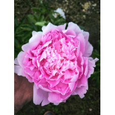 Продам півонію Діннер Плейт, продам саджанець півонії Dinner Plate