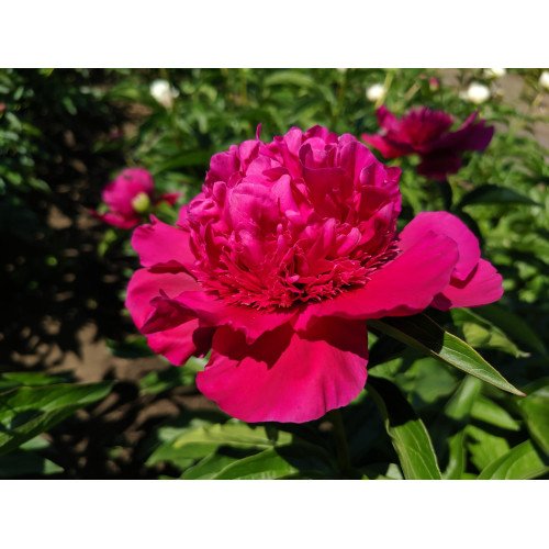 Півонія Альберт Ніва продам саджанець, куплю саджанець півонії Albert Niva