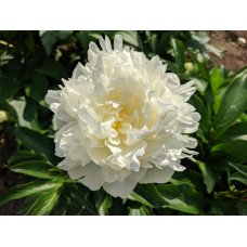 Півонія Амалія Олсон продам саджанець, куплю саджанець півонії Amalia Olson