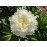 Півонія Амалія Олсон продам саджанець, куплю саджанець півонії Amalia Olson