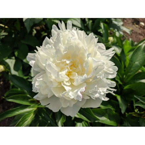 Півонія Амалія Олсон продам саджанець, куплю саджанець півонії Amalia Olson