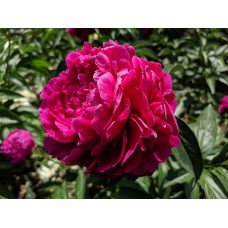 Півонія Авіс Варнер продам саджанець, продам саджанець півонії Avis Varner