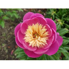 Півонія Боул оф Бьюті продам саджанець, купити саджанець півонії Bowl of Beauty