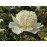 Півонія Брайдал Гаун продам саджанець, купити саджанець півоніїї Bridal Gown