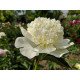 Півонія Брайдал Гаун продам саджанець, купити саджанець півоніїї Bridal Gown