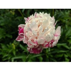 Півонія Кенді Страйп продам саджанець, купити саджанець півонії Candy Stripe