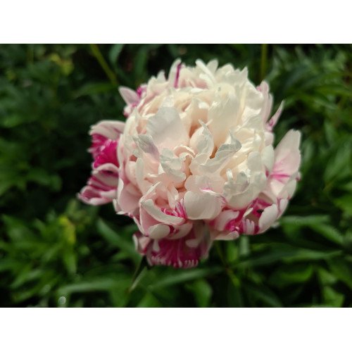 Півонія Кенді Страйп продам саджанець, купити саджанець півонії Candy Stripe