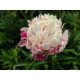 Півонія Кенді Страйп продам саджанець, купити саджанець півонії Candy Stripe