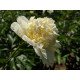 Півонія Charlie's White продам поділки, продам саджанці півонії Charlie's White