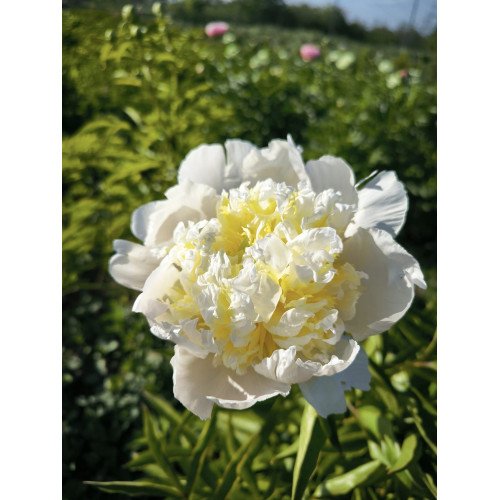 Півонія Голден Браслет продам саджанець, купити саджанець півонії Golden Bracelet