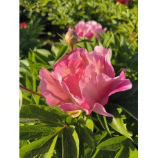 Півонія Anderson’s Kaleidoscope продам саджанець, куплю саджанець півонії Anderson’s Kaleidoscope.