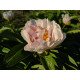 Півонія Lavender Whisper продам саджанець, куплю саджанець півонії Lavender Whisper