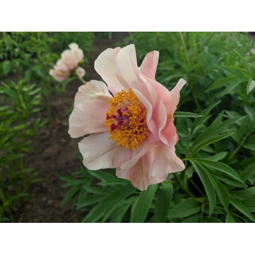 Півонія Ноузгей продам саджанець, куплю саджанець півонії Nosegay