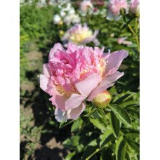 Півонія гібридна Raspberry Sundae, Paeonia hybrid Raspberry Sundae