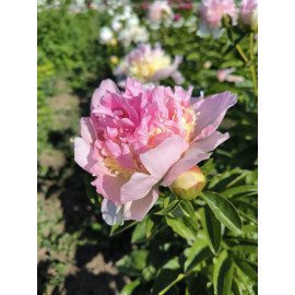 Півонія гібридна Raspberry Sundae, Paeonia hybrid Raspberry Sundae