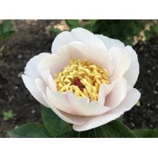 Півонія Реквієм продам саджанець, куплю саджанець півонії Requiem