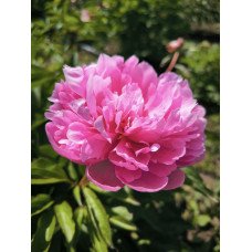 Продам півонію Ясочка, куплю саджанець півонії Ясочка