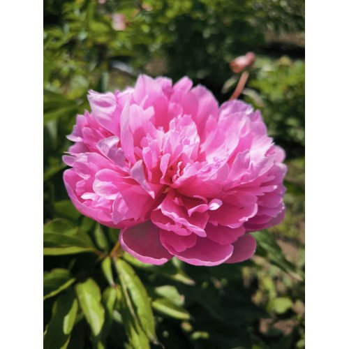 Продам півонію Ясочка, куплю саджанець півонії Ясочка