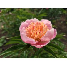 Півонія Жемчужная россыпь продам саджанець, куплю саджанець півонії Жемчужная россыпь