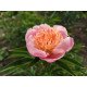 Півонія Жемчужная россыпь продам саджанець, куплю саджанець півонії Жемчужная россыпь