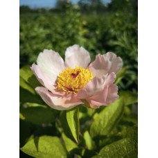 Півонія Early Daybreak продам саджанець, куплю саджанець півонії Early Daybreak