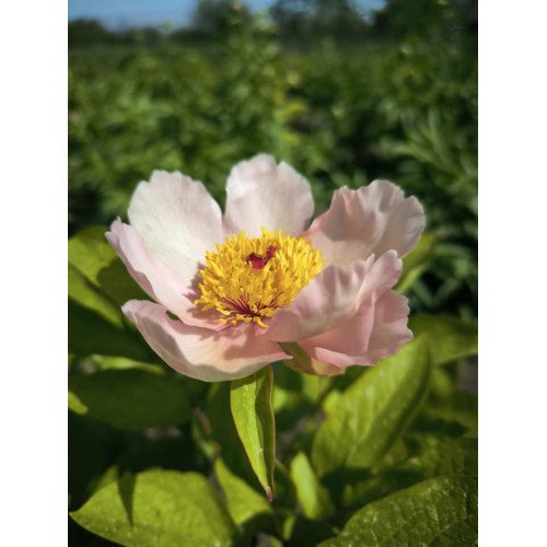 Півонія Early Daybreak продам саджанець, куплю саджанець півонії Early Daybreak