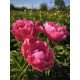 Півонія Евентайд продам саджанець, куплю саджанець півонії Eventide