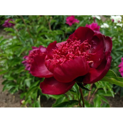 Півонія Хот Чоколейт продам саджанець, поділка 7 бруньок, продам півонію Hot Chocolate