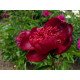 Півонія Хот Чоколейт продам саджанець, поділка 7 бруньок, продам півонію Hot Chocolate