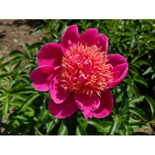 Півонія Леслі Пек продам саджанець, 8 бруньок пів-куща, продам півонію Leslie Peck