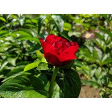 Півонія Макінак Гранд продам саджанець, поділка на 8 бруньок, продам півонію Mackinak Grand