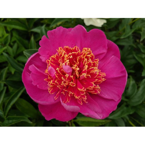 Півонія Неон продам саджанець, поділка на 2 бруньки, продам півонію Neon